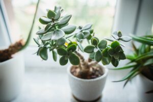 How to Propagate Jade Plants