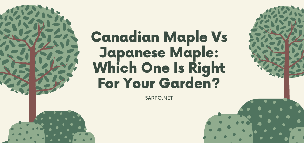 canadian maple vs japanese maple