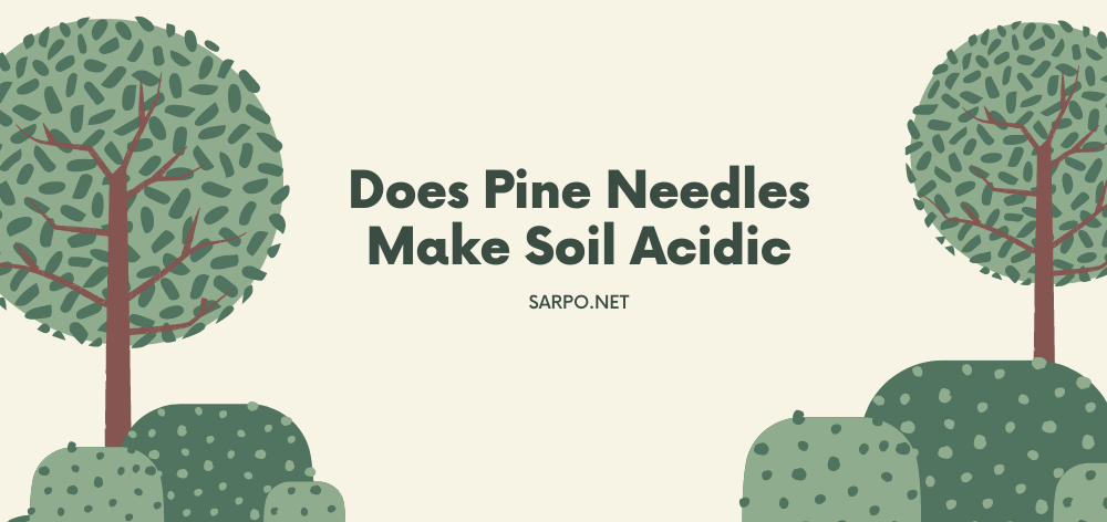 does pine needles make soil acidic