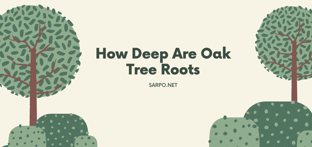 how deep are oak tree roots