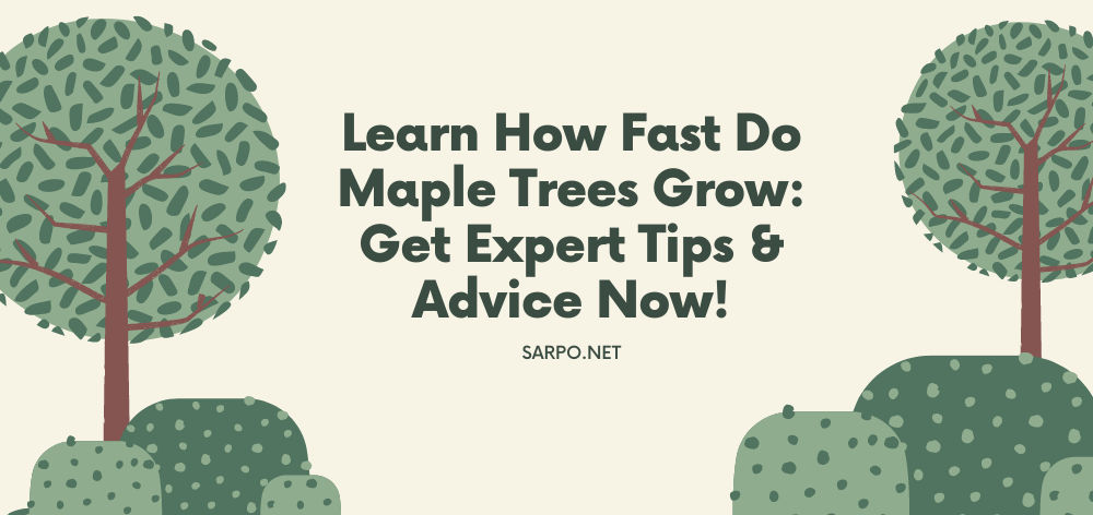 how fast do maple trees grow