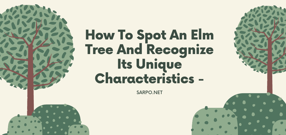 how to spot an elm tree