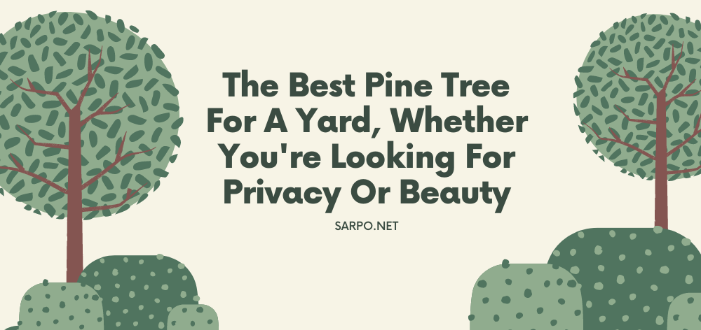 best pine tree for a yard