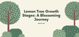 Lemon Tree Growth Stages