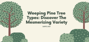 Weeping Pine Tree Types