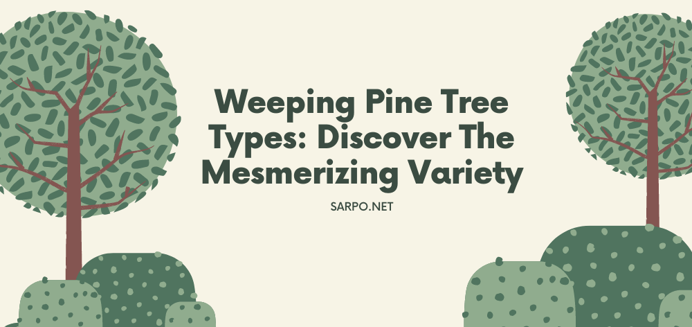 weeping pine tree types