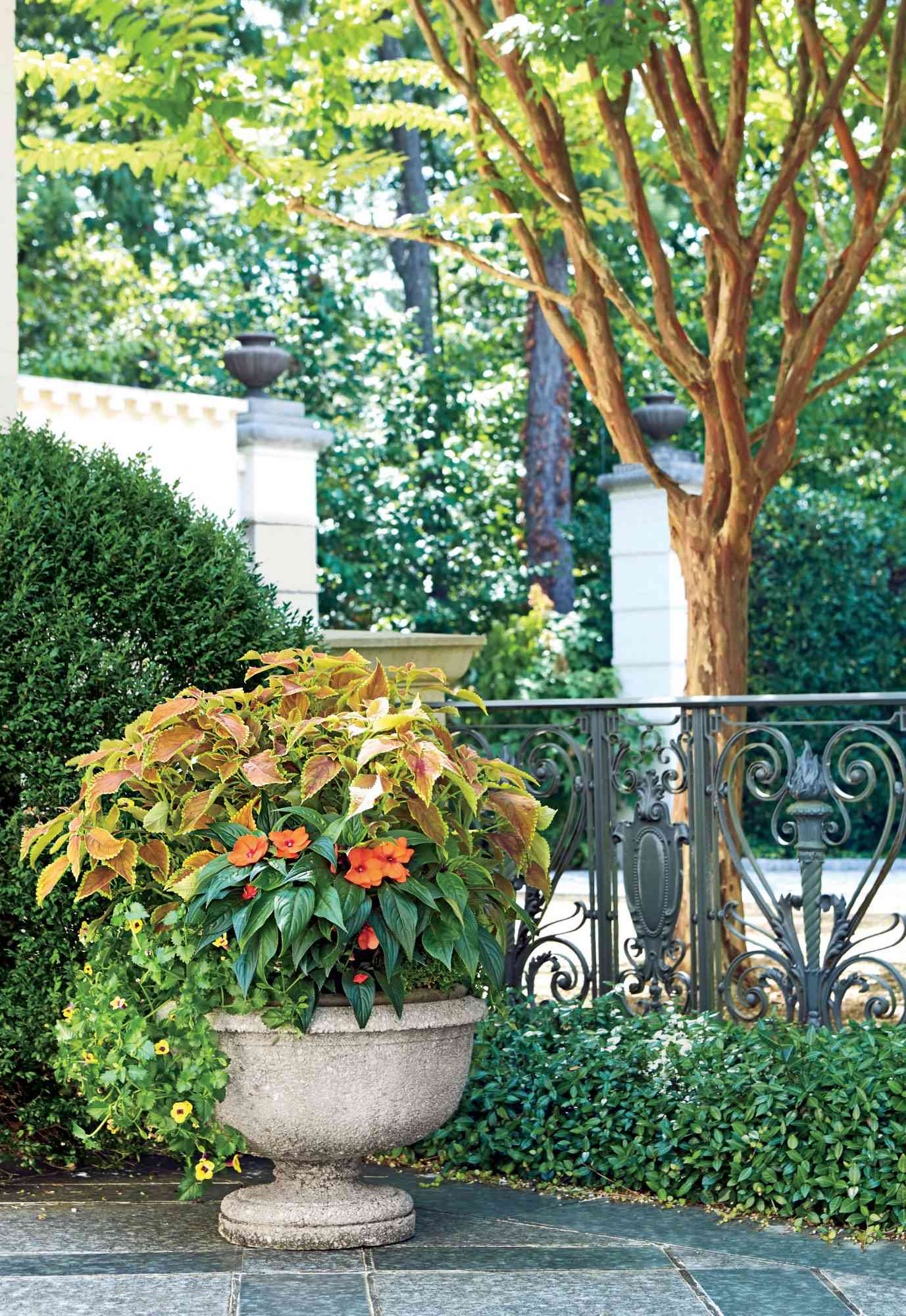 best trees for small spaces