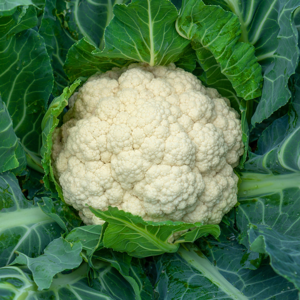 broccoli companion plants