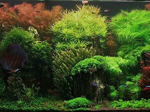 Fast Growing Aquarium Plants