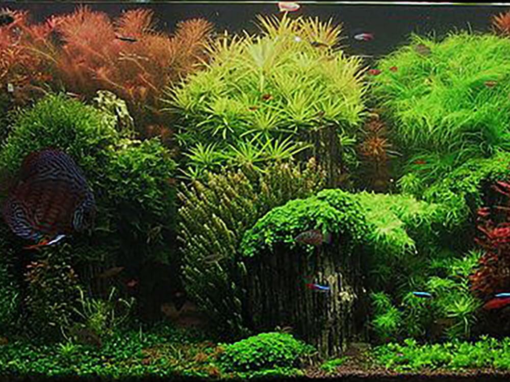 fast growing aquarium plants