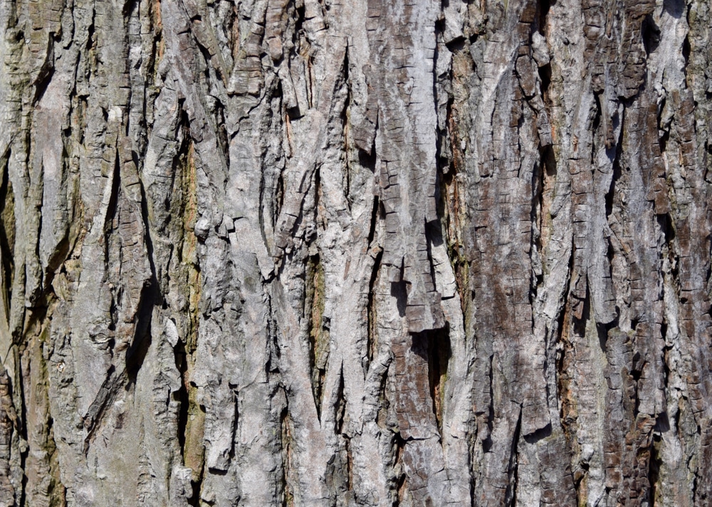 hickory tree identification by bark