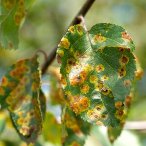 Holly Tree Leaves Turning Yellow