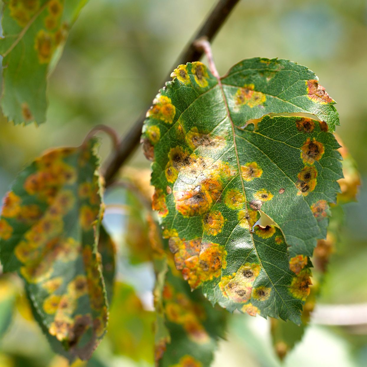 holly tree leaves turning yellow