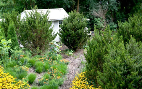 how to grow cedar trees from seed