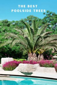 How to Grow Coconut Palm Trees