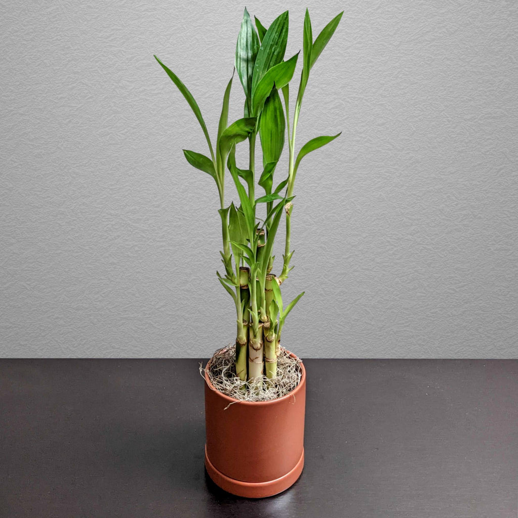 how to make lucky bamboo grow fast