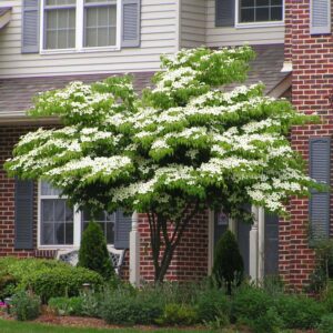 How to Prune a Kousa Dogwood