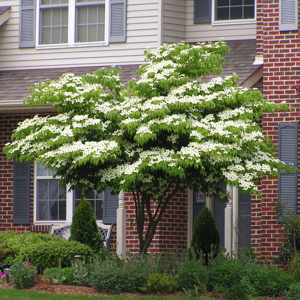 how to prune a kousa dogwood