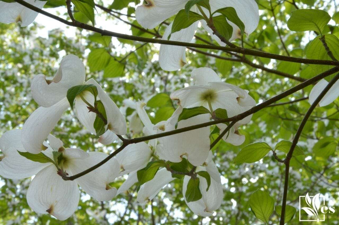 how to save a dying dogwood tree