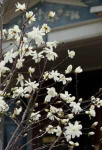 How to Trim a Star Magnolia Tree