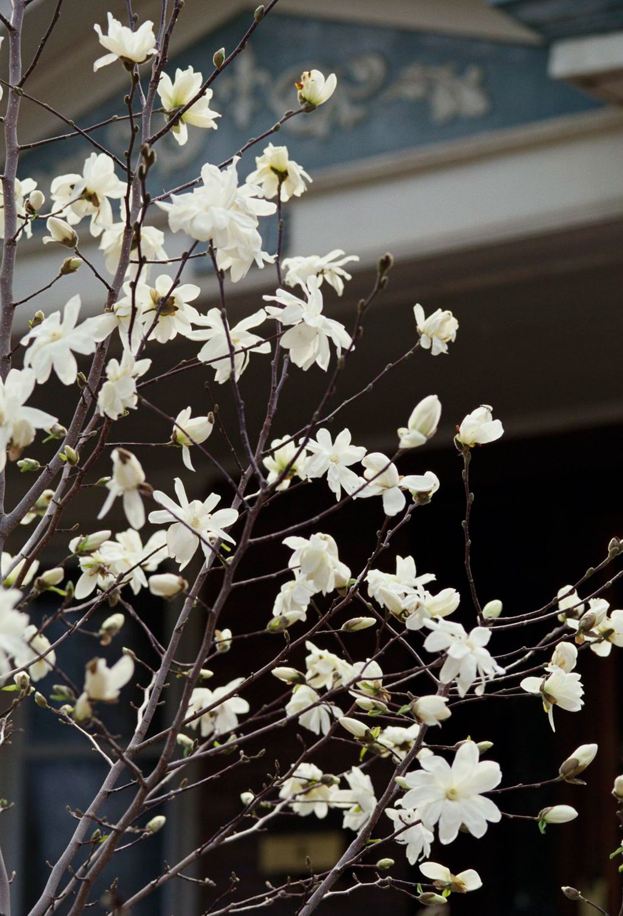 how to trim a star magnolia tree