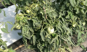 Leaves Curling Up Tomatoes