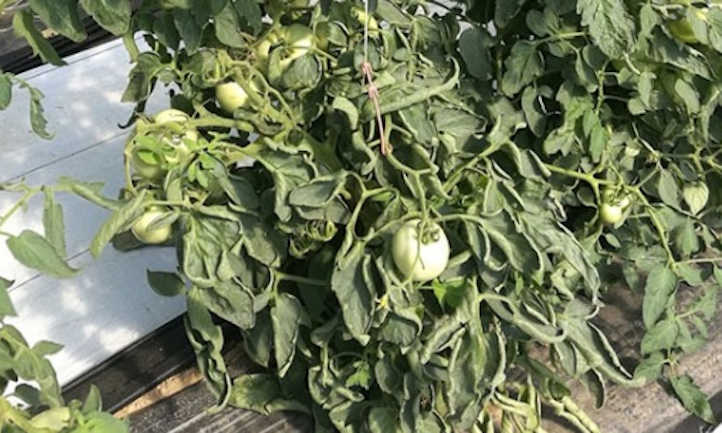 leaves curling up tomatoes