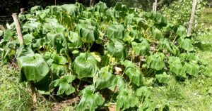 Pumpkin Plant Leaves Turning Yellow