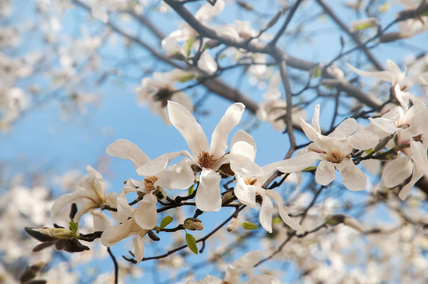 star magnolia tree pros and cons