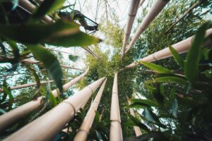 Why is My Bamboo Leaves Turning Yellow