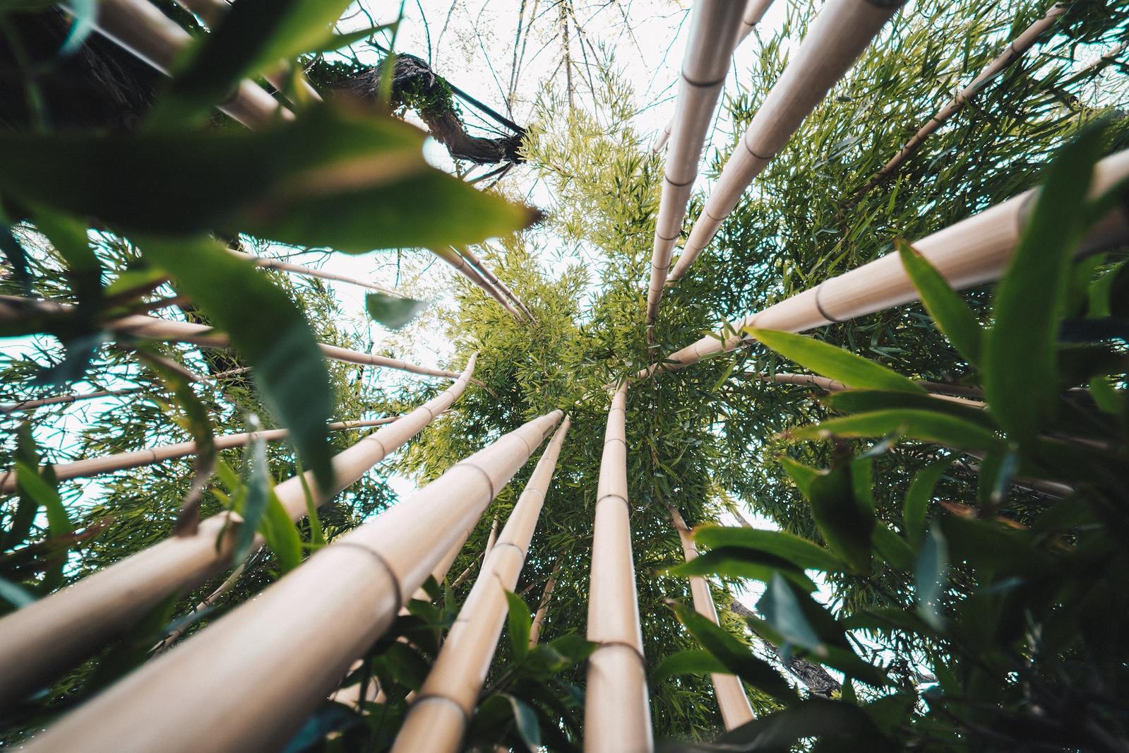 why is my bamboo leaves turning yellow