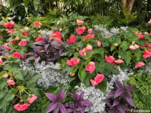 Begonia Companion Plants