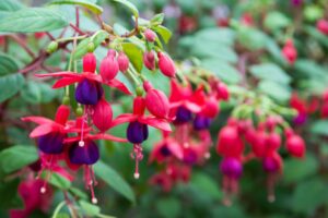 Best Plants for Hanging Baskets Full Sun