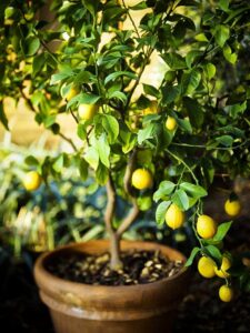 Best Soil for Lemon Tree