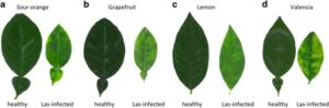 Citrus Tree Leaves Identification Chart