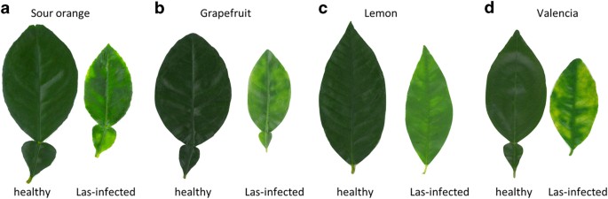 citrus tree leaves identification chart