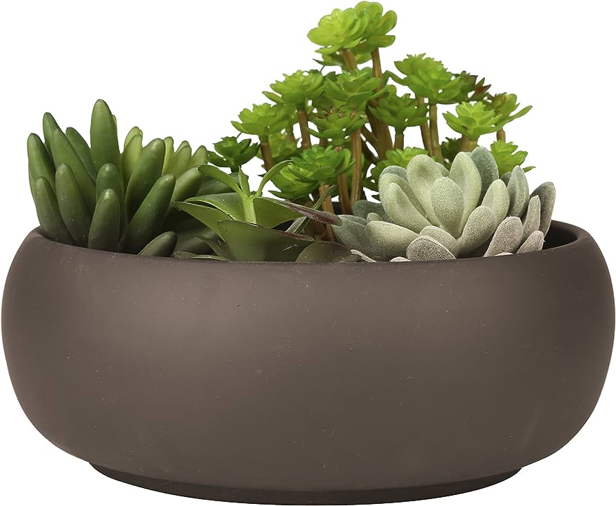 Est Plants for Shallow Pots: Thriving Succulents and Miniatures 1 Est Plants for Shallow Pots