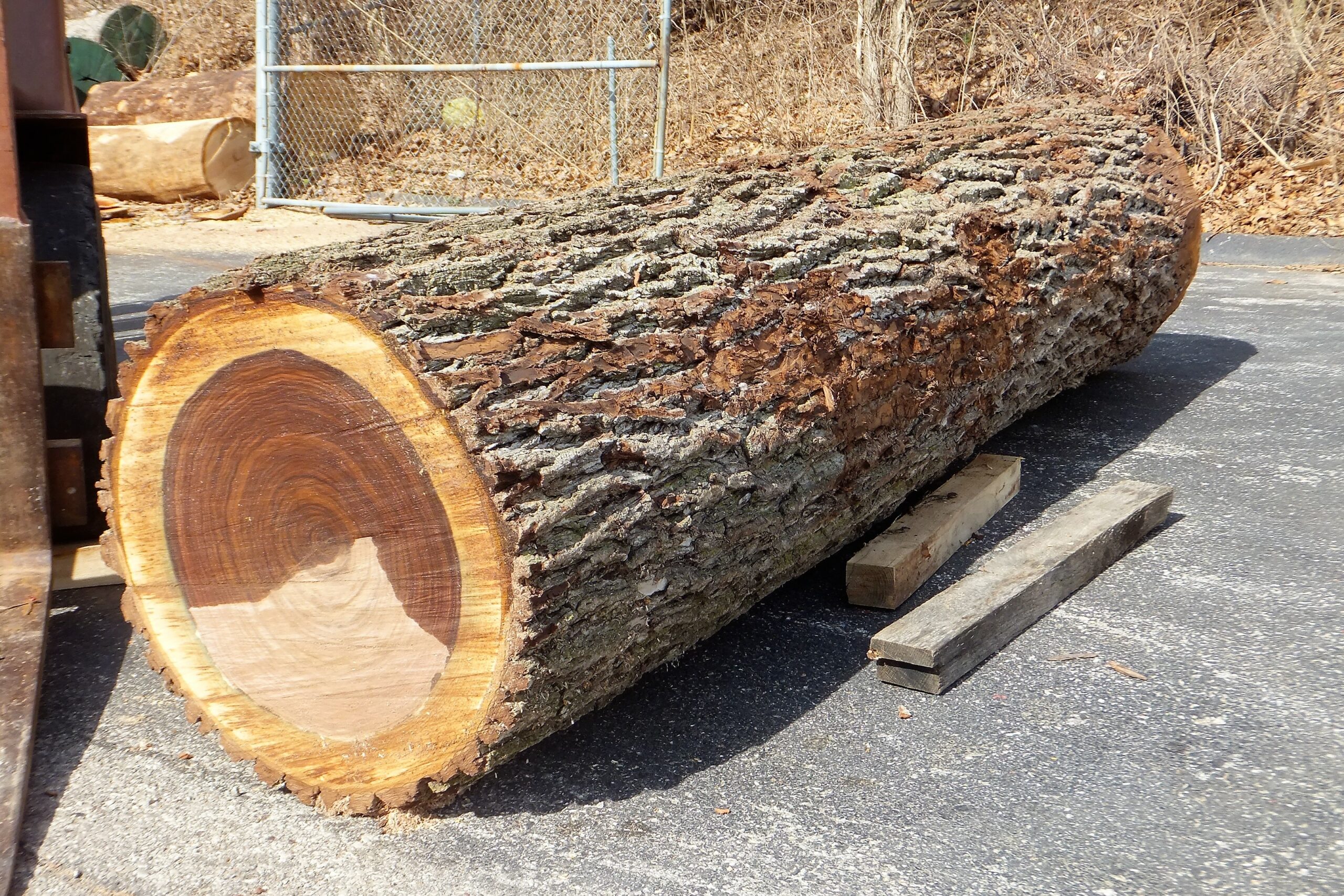 how much is a 50 ft black walnut tree worth