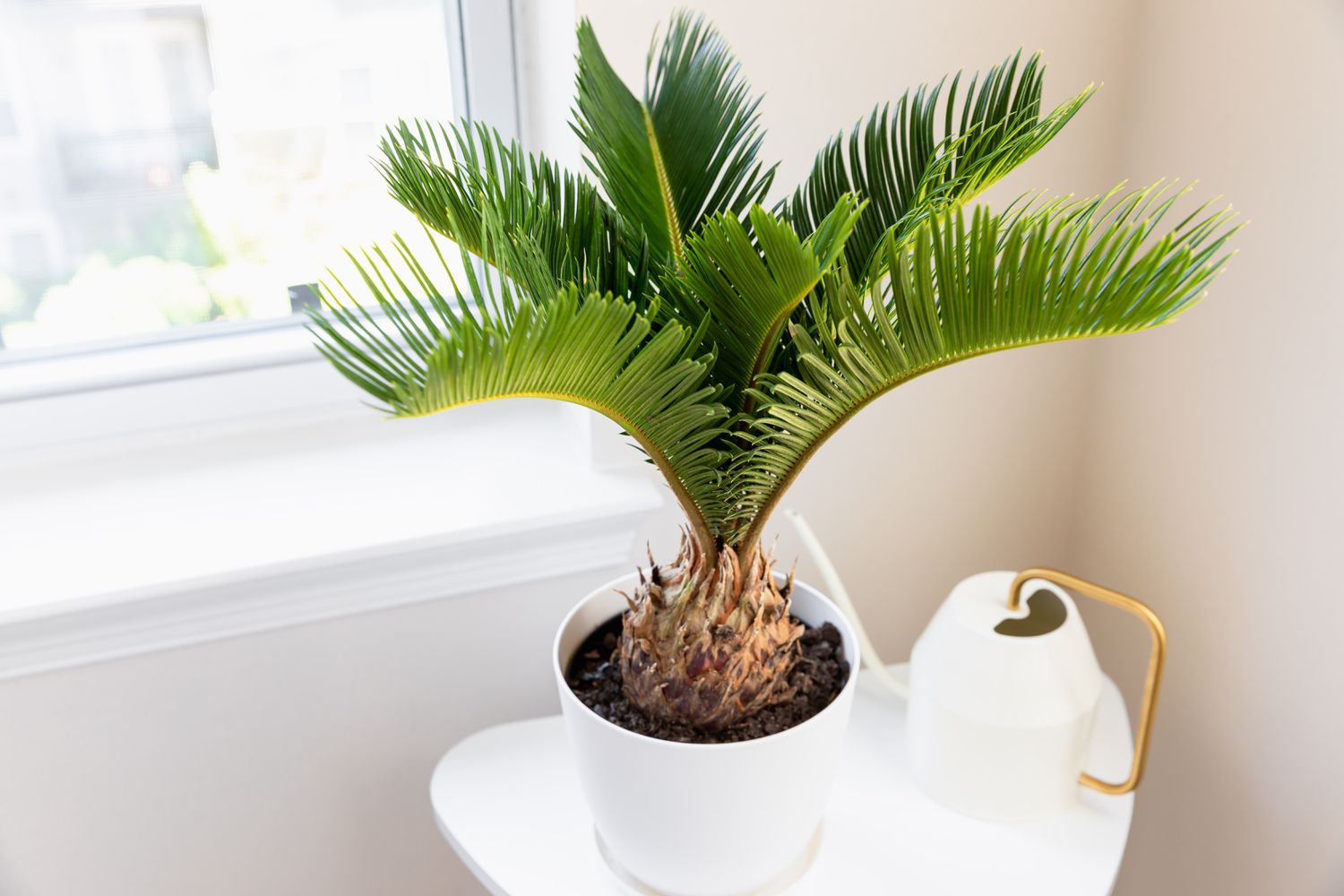 how to grow sago palms from seeds