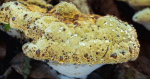 Mushrooms That Grow on Oak Trees