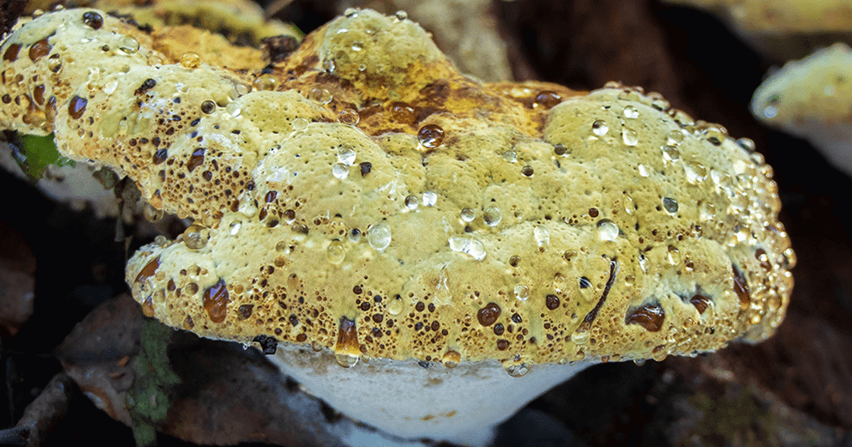 mushrooms that grow on oak trees