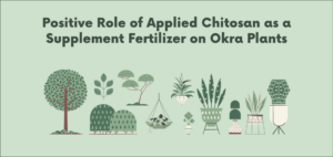 Positive Role of Applied Chitosan as a Supplement Fertilizer on Okra Plants