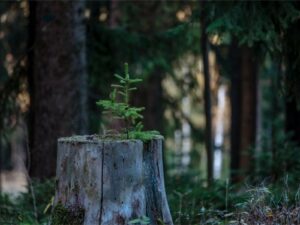 How Close Can You Plant a Tree to a Stump