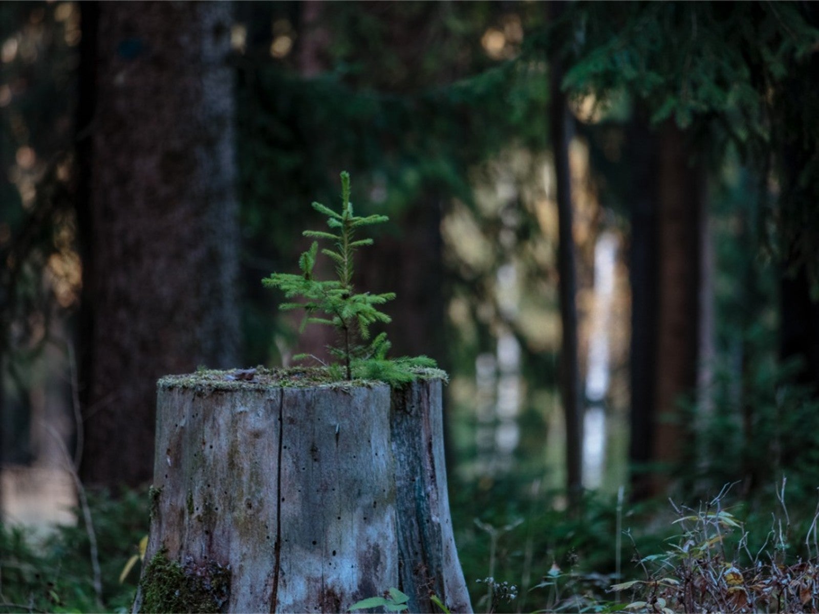 how close can you plant a tree to a stump