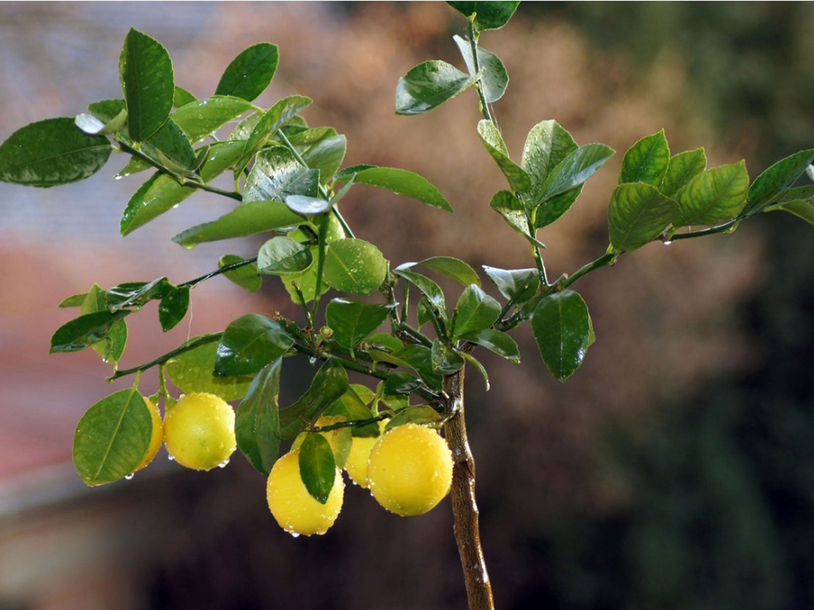 how do i stop my lemon tree losing leaves