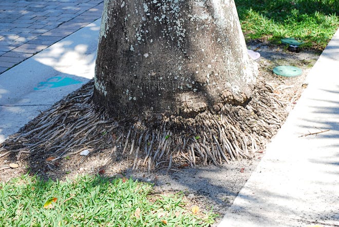 how do palm tree roots grow