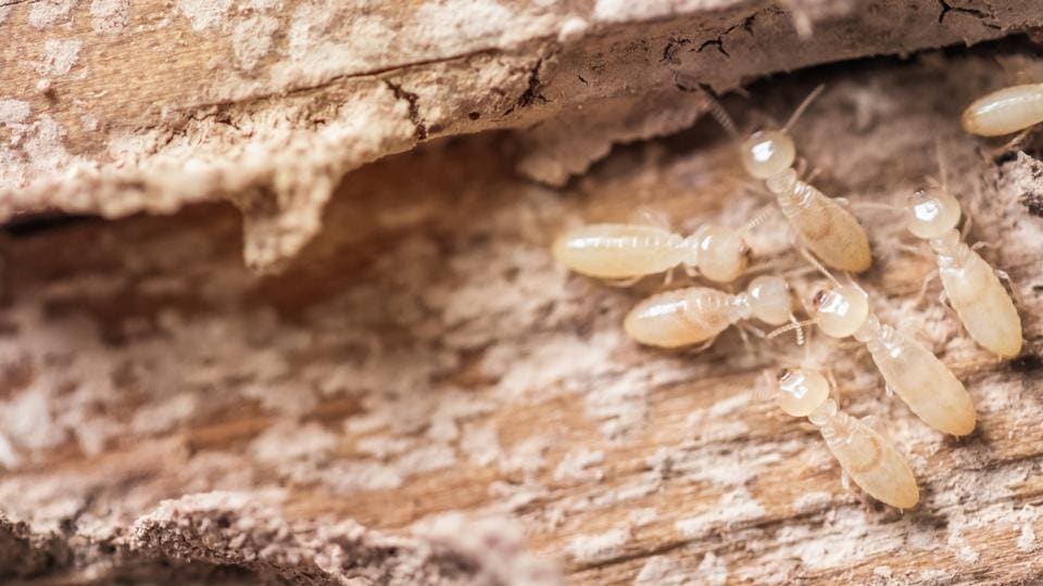 how do you get rid of termites in your walls