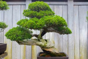 How Do You Trim a Bonsai Tree