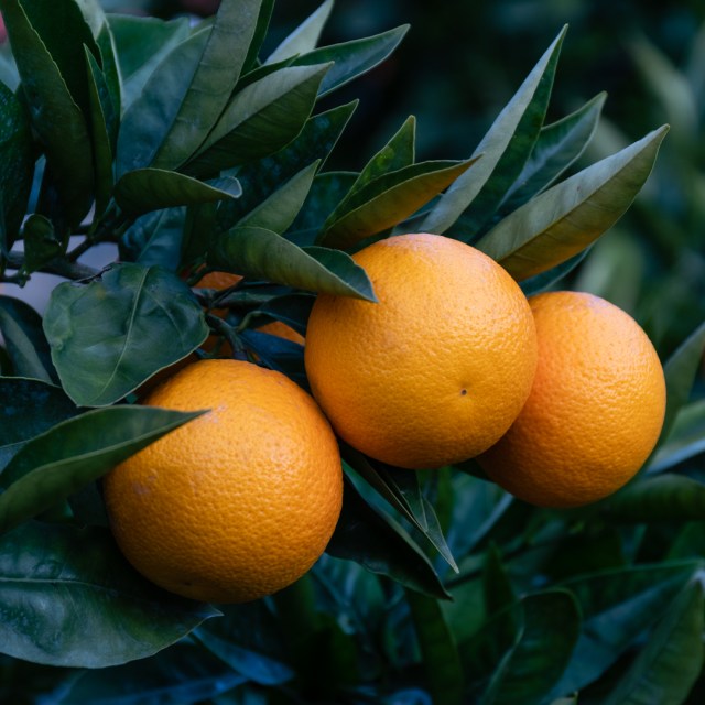 how to apply epsom salt to citrus trees