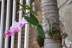 how to attach an orchid to a tree